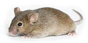 Mice Control in Springfield/ Mice Control Springfield, Virginia