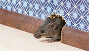 Mice Control in Springfield/ Mice Control Springfield, Virginia