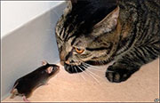 Mice Control in Springfield/ Mice Control Springfield, Virginia