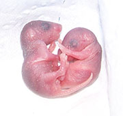 Mice Control in Springfield/ Mice Control Springfield, Virginia