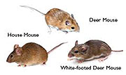 Mice Control in Springfield/ Mice Control Springfield, Virginia