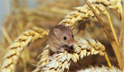 Mice Control in Springfield/ Mice Control Springfield, Virginia