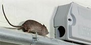 Mice Control in Springfield/ Mice Control Springfield, Virginia