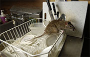 Mice Control in Springfield/ Mice Control Springfield, Virginia