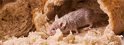 Mice Control in Springfield/ Mice Control Springfield, Virginia
