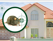 Mice Control in Springfield/ Mice Control Springfield, Virginia
