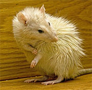 Mice Control in Springfield/ Mice Control Springfield, Virginia
