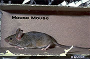 Mice Control in Springfield/ Mice Control Springfield, Virginia