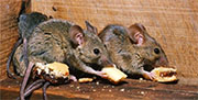 Mice Control in Springfield/ Mice Control Springfield, Virginia