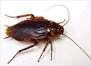 Roach Control in Springfield/ Roach Control Springfield, Virginia