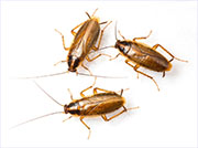 Roach Control in Springfield/ Roach Control Springfield, Virginia