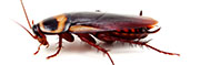 Roach Control in Springfield/ Roach Control Springfield, Virginia