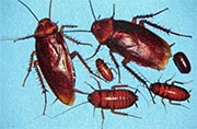 Roach Control in Springfield/ Roach Control Springfield, Virginia