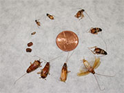 Roach Control in Springfield/ Roach Control Springfield, Virginia