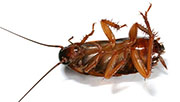 Roach Control in Springfield/ Roach Control Springfield, Virginia