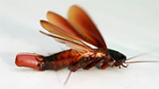 Roach Control in Springfield/ Roach Control Springfield, Virginia