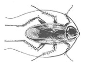 Roach Control in Springfield/ Roach Control Springfield, Virginia