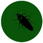 Roach Control in Springfield/ Roach Control Springfield, Virginia