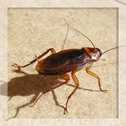 Roach Control in Springfield/ Roach Control Springfield, Virginia
