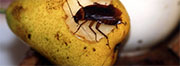 Roach Control in Springfield/ Roach Control Springfield, Virginia