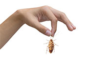 Roach Control in Springfield/ Roach Control Springfield, Virginia