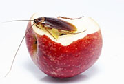 Roach Control in Springfield/ Roach Control Springfield, Virginia