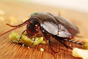 Roach Control in Springfield/ Roach Control Springfield, Virginia