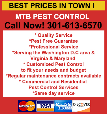 Roach Control in Springfield/ Roach Control Springfield, Virginia