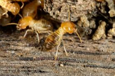 Termite Control in Annapolis/ Termite Control Annapolis, Maryland