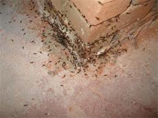 Termite Control in Annapolis/ Termite Control Annapolis, Maryland