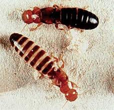 Termite Control in Annapolis/ Termite Control Annapolis, Maryland