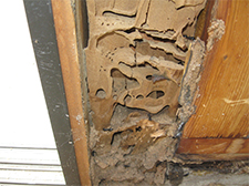 Termite Control in Annapolis/ Termite Control Annapolis, Maryland