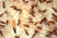Termite Control in Annapolis/ Termite Control Annapolis, Maryland