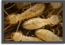 Termite Control in Annapolis/ Termite Control Annapolis, Maryland