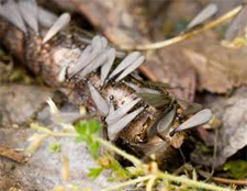 Termite Control in Annapolis/ Termite Control Annapolis, Maryland