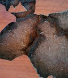 Termite Control in Annapolis/ Termite Control Annapolis, Maryland