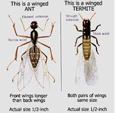 Termite Control in Annapolis/ Termite Control Annapolis, Maryland