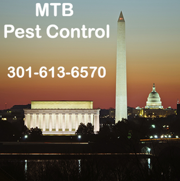 Termite Control in Annapolis/ Termite Control Annapolis, Maryland