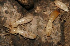 Termite Control in Silver Spring/ Termite Control Silver Spring, Maryland