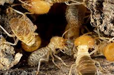 Termite Control in Springfield/ Termite Control Springfield, Virginia