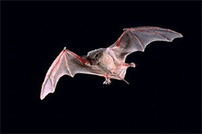 Bat Removal in APEX : Bat Removal APEX North Carolina