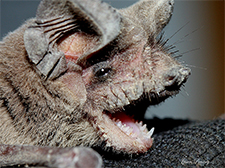 Bat Removal in APEX : Bat Removal APEX North Carolina