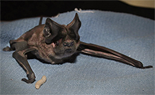 Bat Removal in APEX : Bat Removal APEX North Carolina