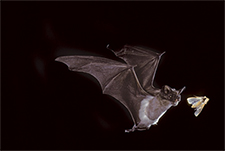 Bat Removal in APEX : Bat Removal APEX North Carolina