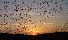 Bat Removal in APEX : Bat Removal APEX North Carolina