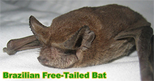 Bat Removal in APEX : Bat Removal APEX North Carolina