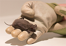 Bat Removal in APEX : Bat Removal APEX North Carolina