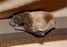 Bat Removal in APEX : Bat Removal APEX North Carolina