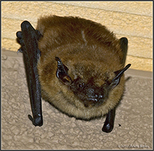 Bat Removal in APEX : Bat Removal APEX North Carolina