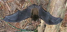 Bat Removal in APEX : Bat Removal APEX North Carolina